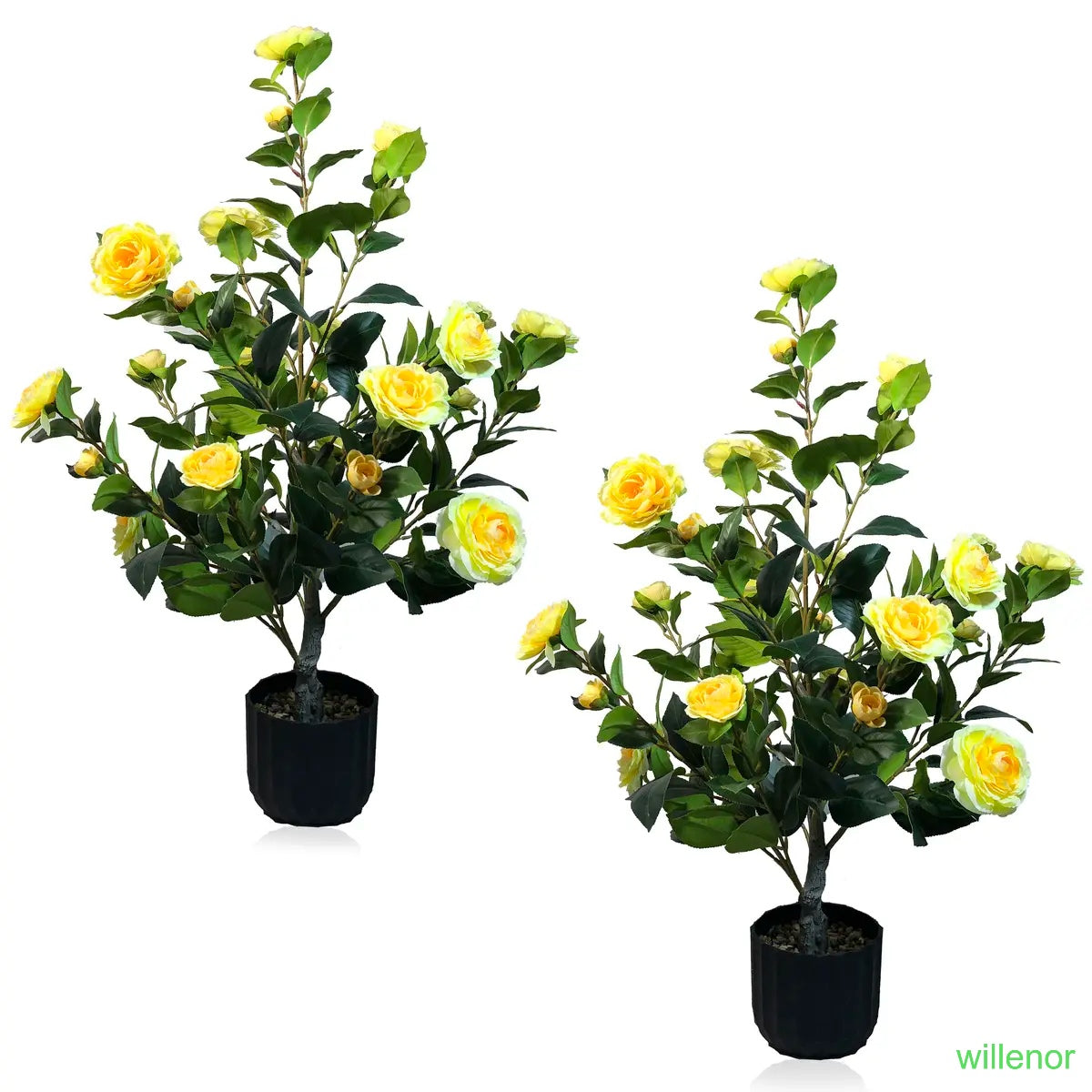 Two 3-foot camellia trees, complete with decorative pebbles and a flower pot