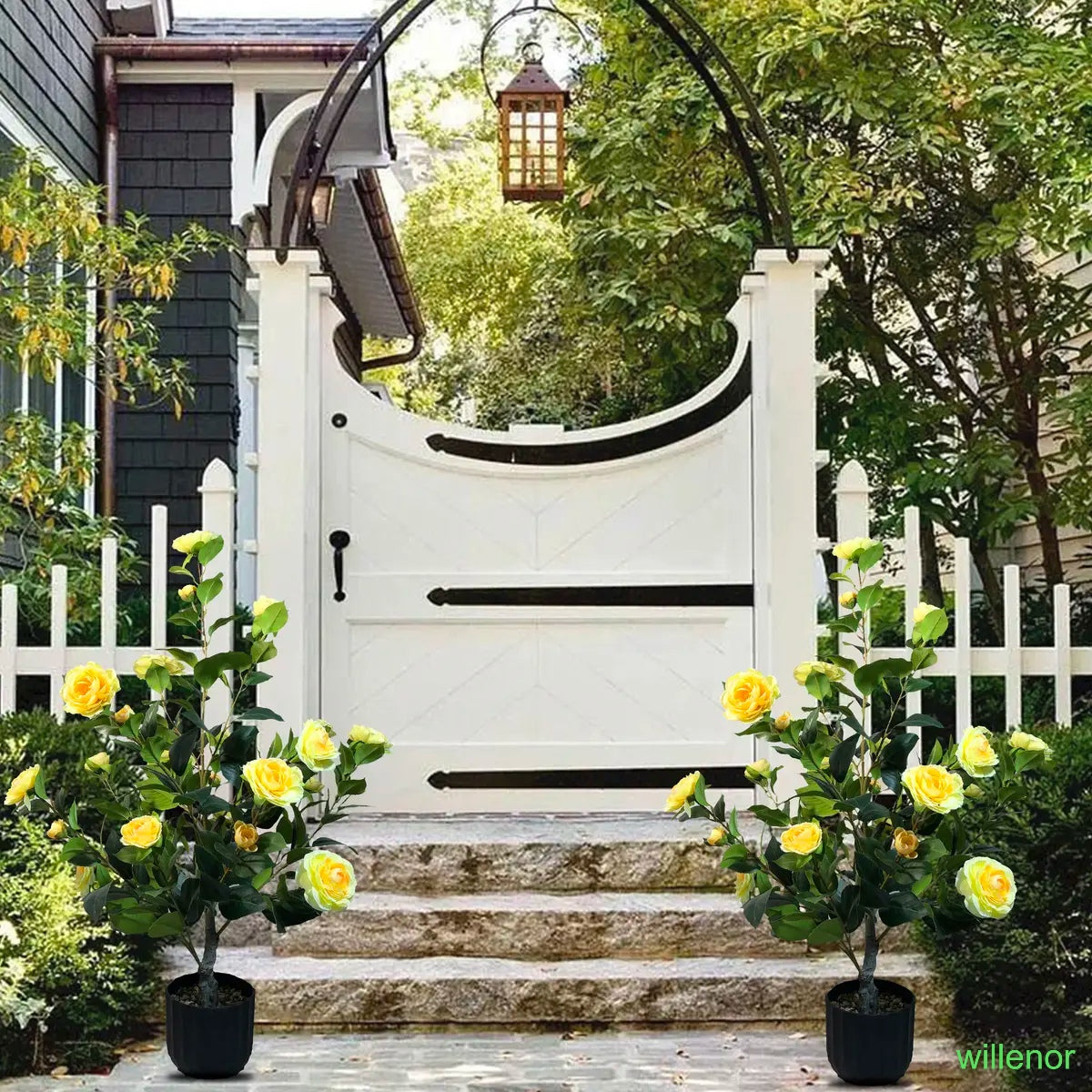 Two 3-foot camellia trees, complete with decorative pebbles and a flower pot