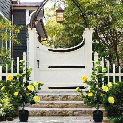 Two 3-foot camellia trees, complete with decorative pebbles and a flower pot