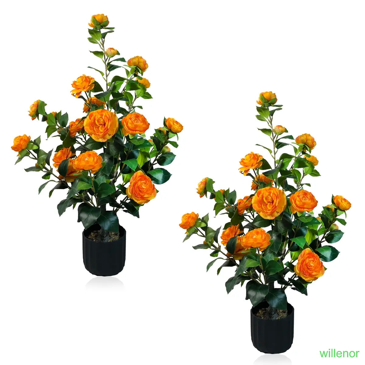 Two 3-foot camellia trees, complete with decorative pebbles and a flower pot