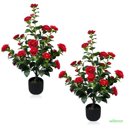 Two 3-foot camellia trees, complete with decorative pebbles and a flower pot