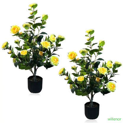 Two 3-foot camellia trees, complete with decorative pebbles and a flower pot